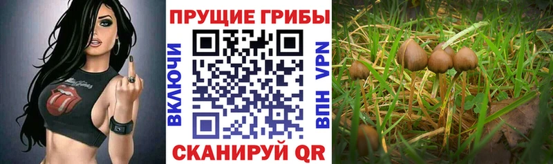 Псилоцибиновые грибы ЛСД Тюмень